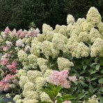 Hortenzia metlinatá (Hydrangea paniculata) ´MAGICAL SWEET SUMMER®´ - výška 30-50 cm, kont. C3L